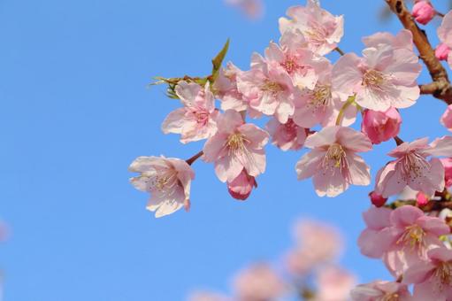 春の集客アイディア